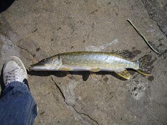 fiske_vt09_5.JPG