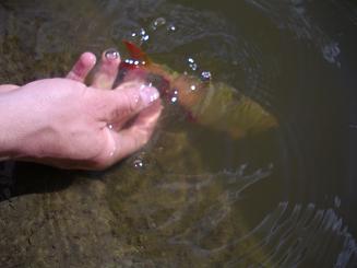 fiske_vt09_8.JPG